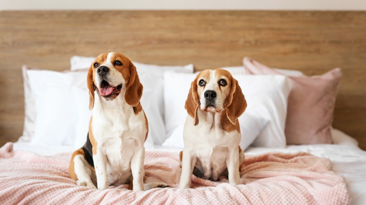 Expert Architect and Interior Design Tips for the Best Pet-Friendly Interior Design